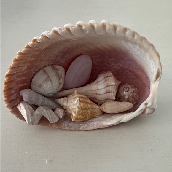 Seashell Decor - Picture 2 of 4